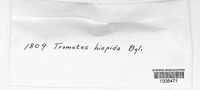Funalia hispida image